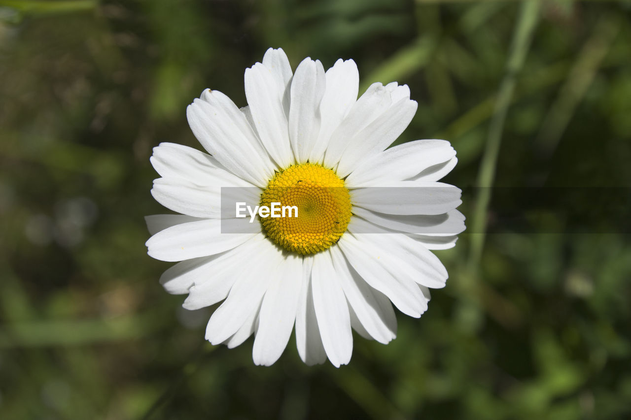 Close-up of white flower blooming outdoors