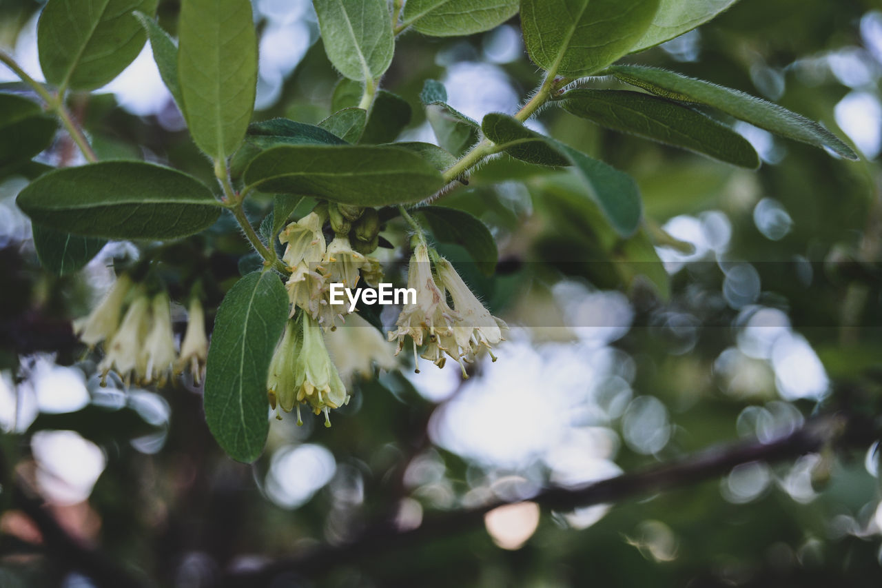 plant, tree, leaf, green, plant part, branch, nature, blossom, growth, food, flower, food and drink, produce, beauty in nature, fruit, no people, flowering plant, freshness, healthy eating, outdoors, close-up, shrub, sunlight, environment, day, selective focus, macro photography, evergreen, agriculture