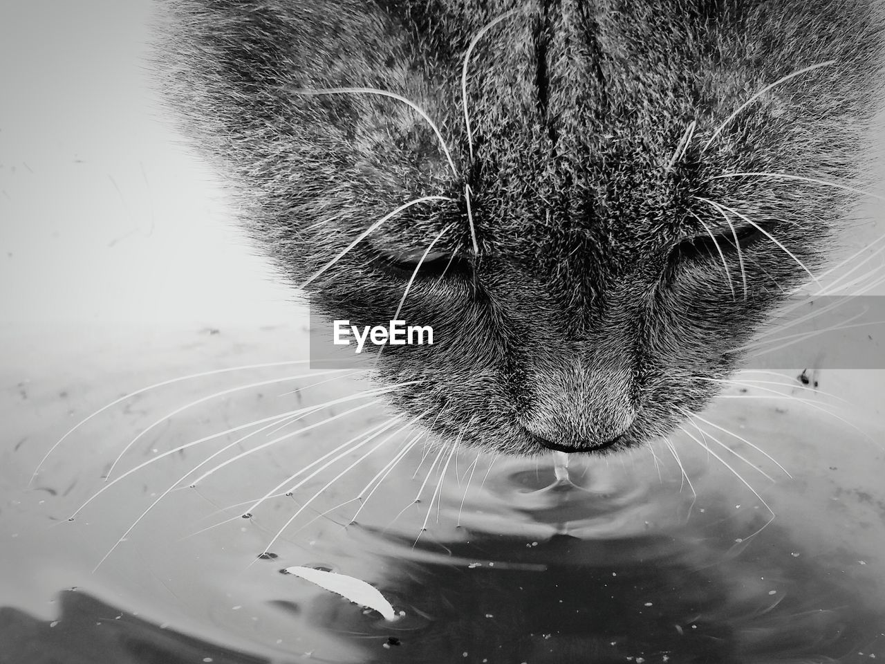 CLOSE-UP OF CAT DRINKING WATER FROM A EYE