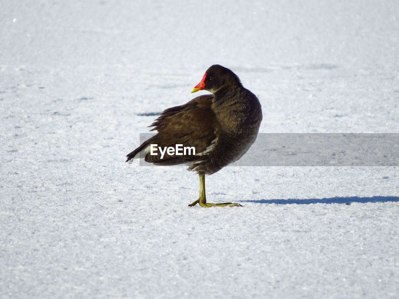 Moorhen on snow covered land