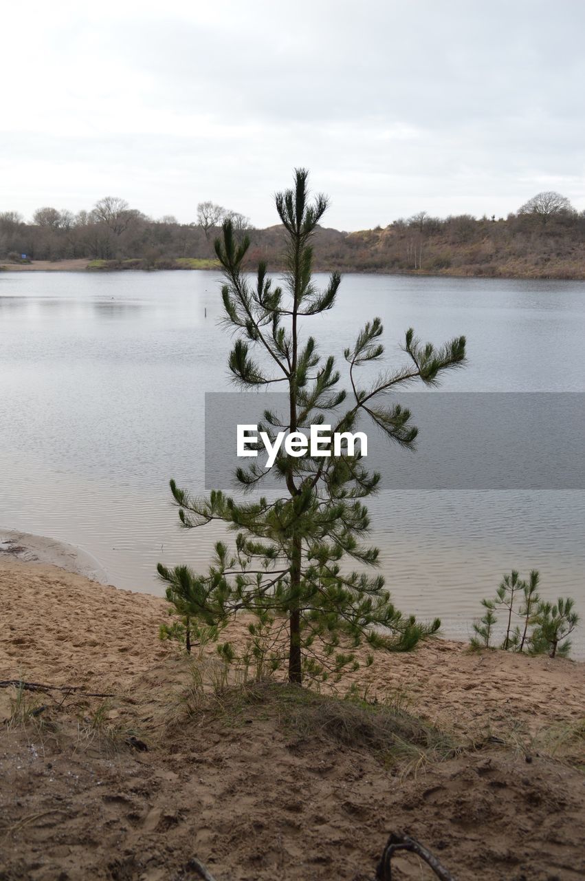 PLANT BY LAKE AGAINST SKY