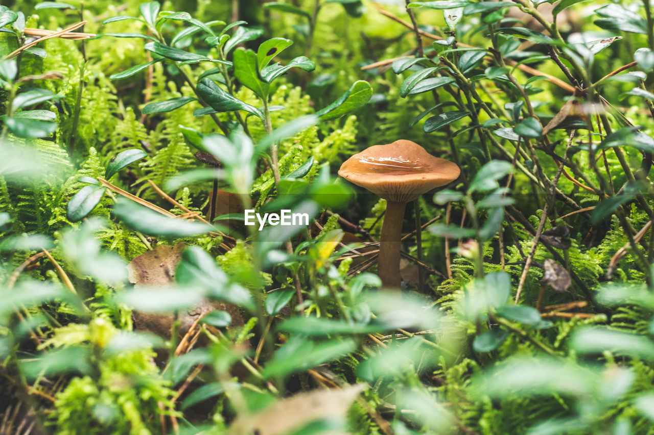 Musroom hiding under forest floor