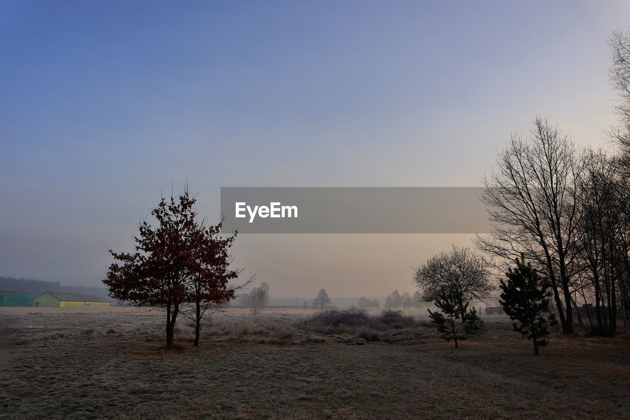 BARE TREES ON FIELD AGAINST SKY DURING FOGGY WEATHER