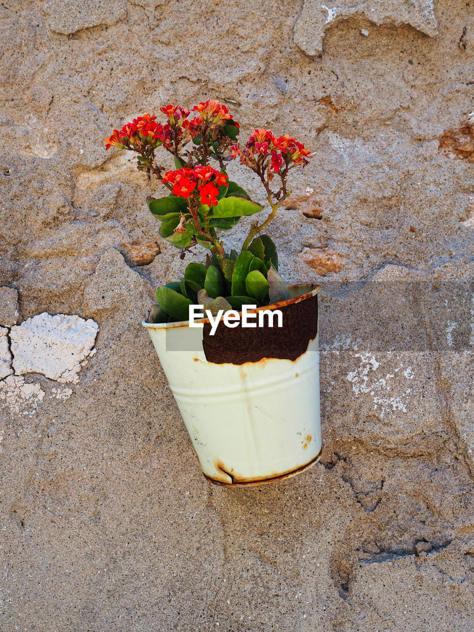 POTTED PLANTS AGAINST WALL