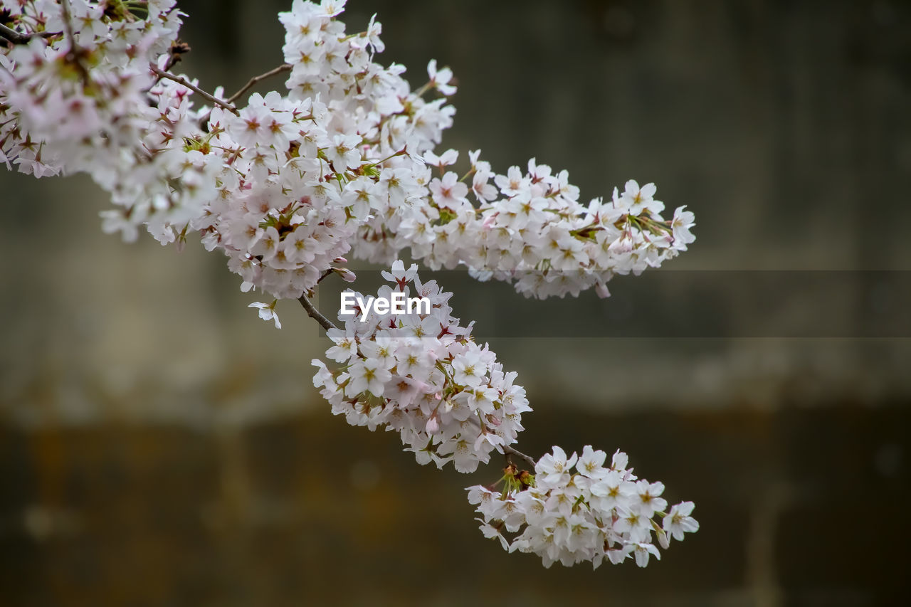 plant, flower, flowering plant, beauty in nature, freshness, blossom, branch, fragility, growth, nature, spring, tree, springtime, macro photography, close-up, produce, white, focus on foreground, cherry blossom, flower head, inflorescence, food, no people, botany, outdoors, day, petal, pink, cherry tree, food and drink, twig, leaf