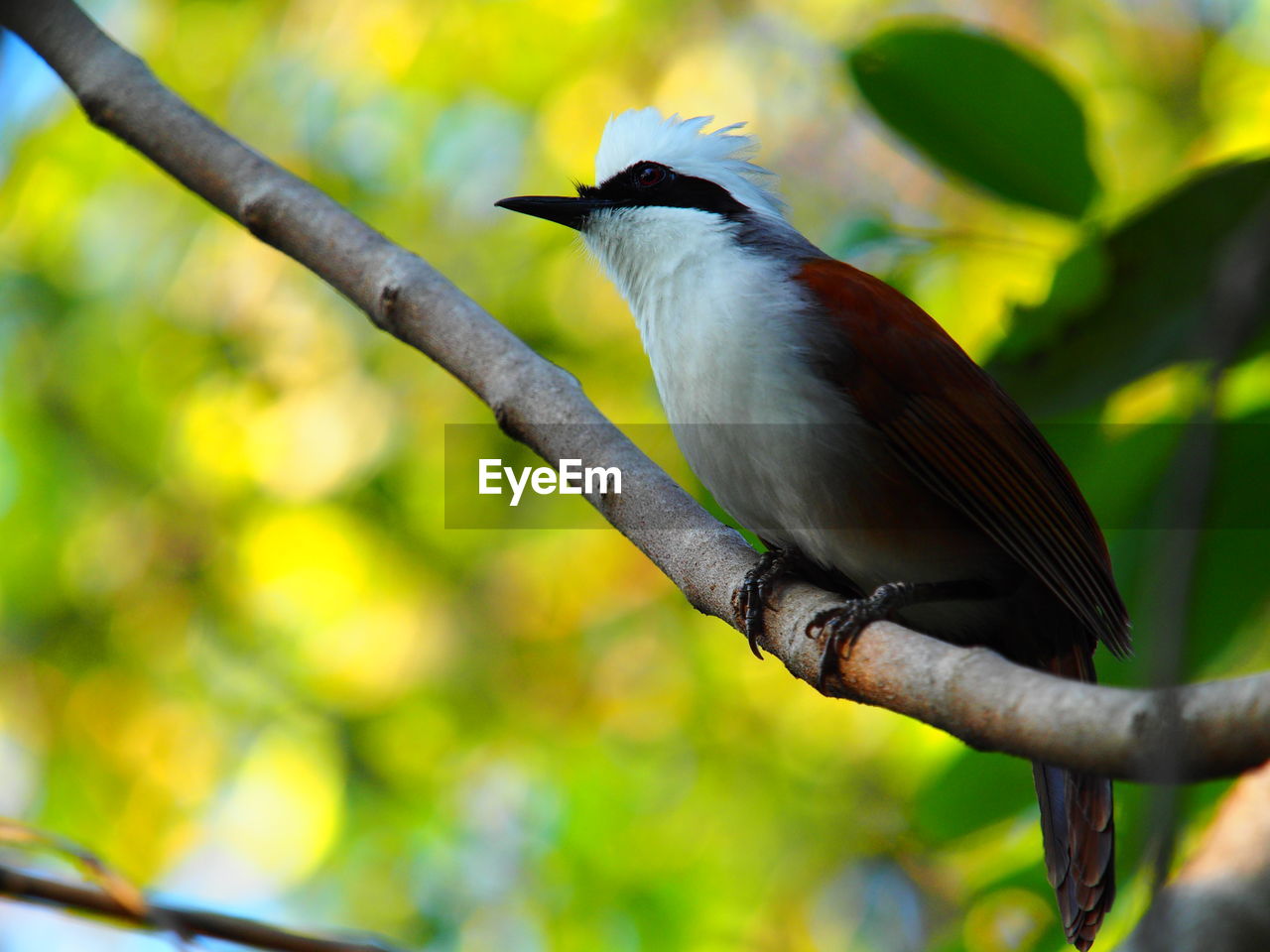 CLOSE-UP OF BIRD PERCHING ON A BRANCH