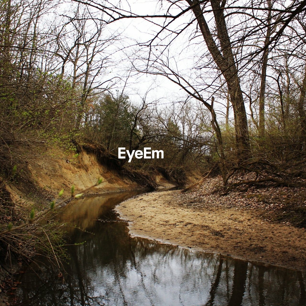 SCENIC VIEW OF RIVER IN FOREST