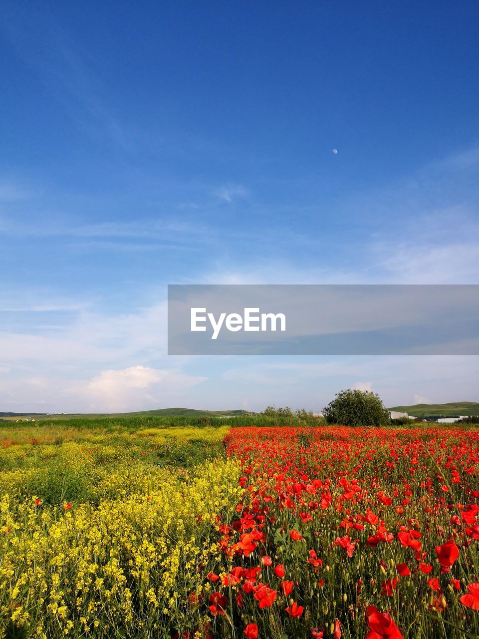 Scenic view of flowering plants on field against sky