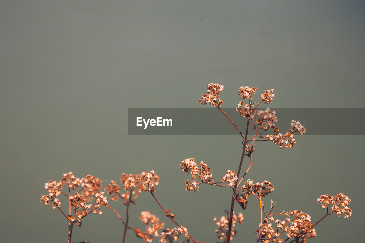 CLOSE-UP OF CHERRY BLOSSOM AGAINST TREE