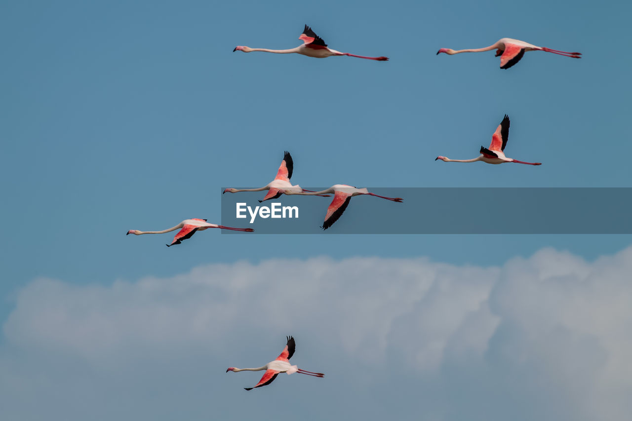 Low angle view of birds flying against sky