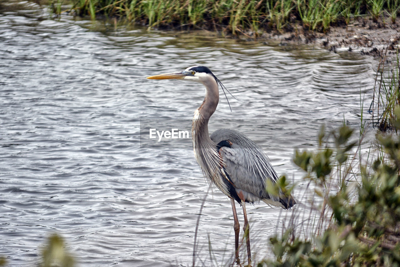 GRAY HERON IN WATER