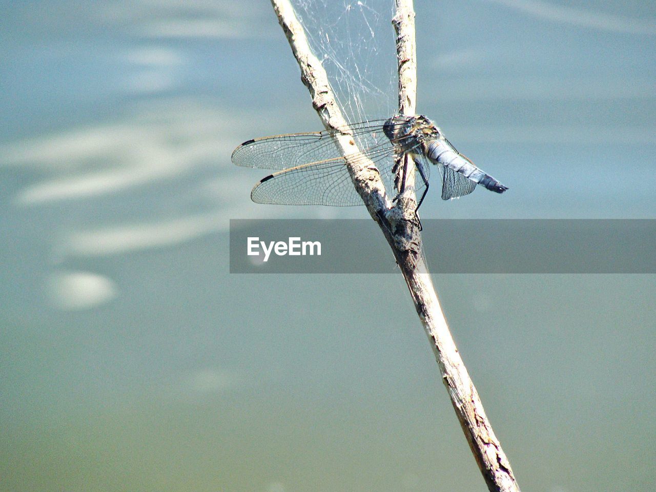 Close-up of damselfly perching on branch