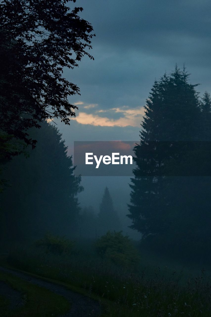 TREES IN FOREST AGAINST SKY