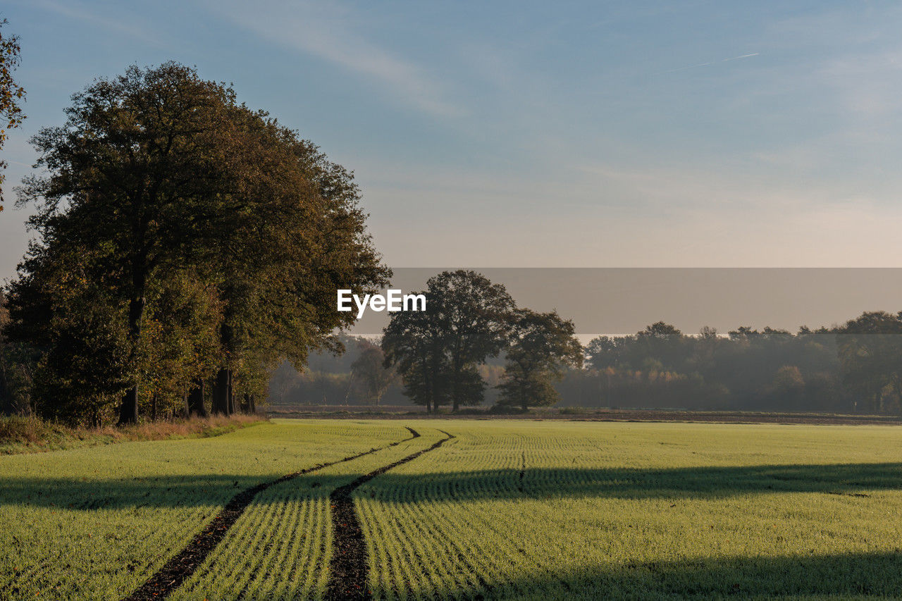 plant, tree, morning, field, nature, sky, grass, rural area, landscape, agriculture, horizon, environment, land, growth, tranquility, rural scene, sunlight, tranquil scene, beauty in nature, scenics - nature, hill, flower, no people, autumn, prairie, green, meadow, plain, outdoors, crop, farm, day, idyllic, rapeseed, cloud, leaf, dawn, non-urban scene