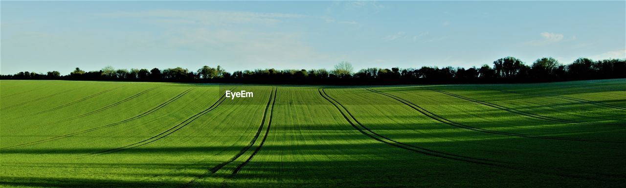 Scenic view of agricultural field against sky