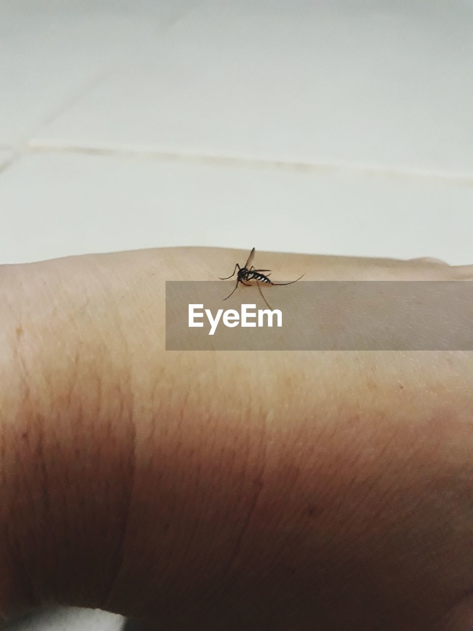 CLOSE-UP OF INSECT ON HANDS