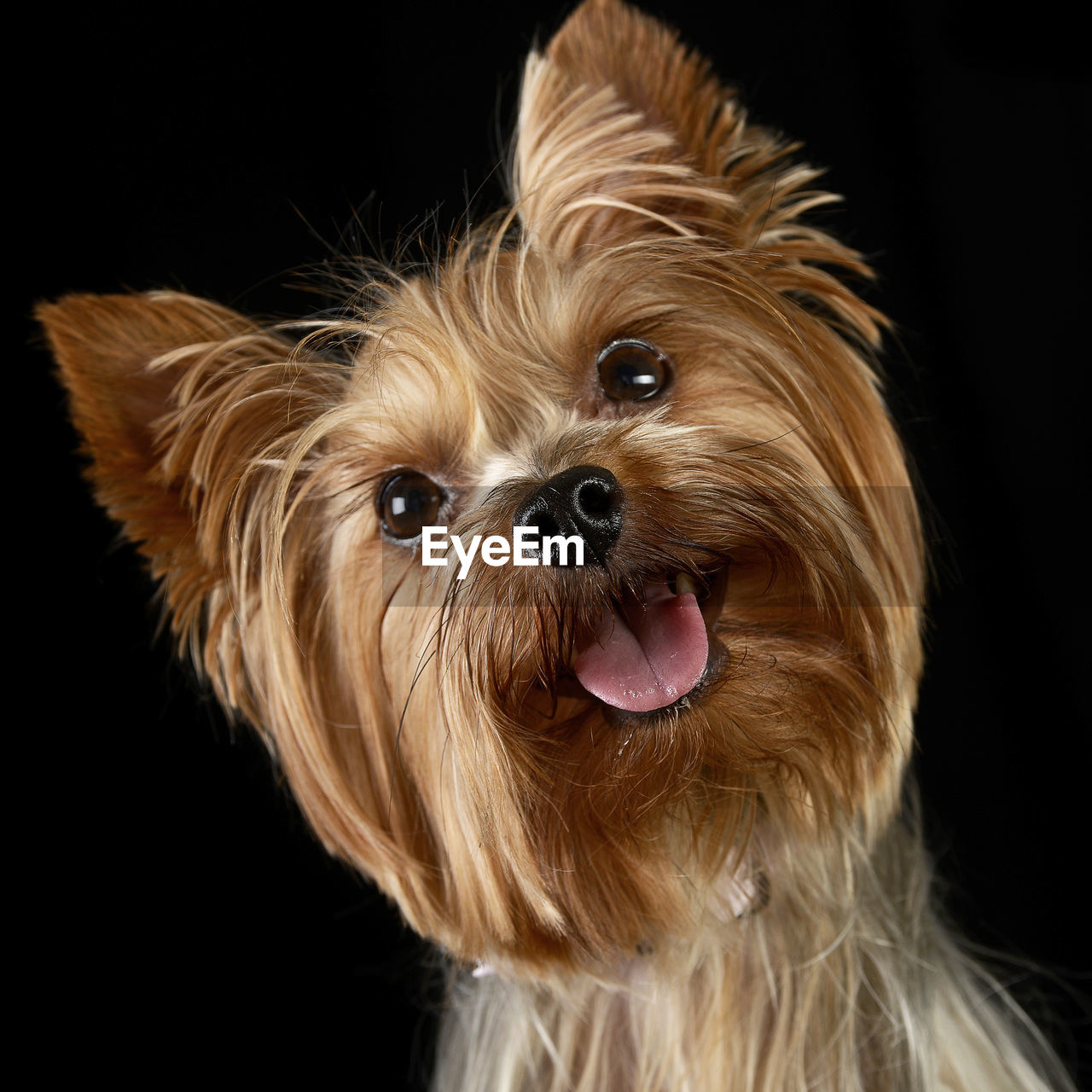 close-up of dog against black background