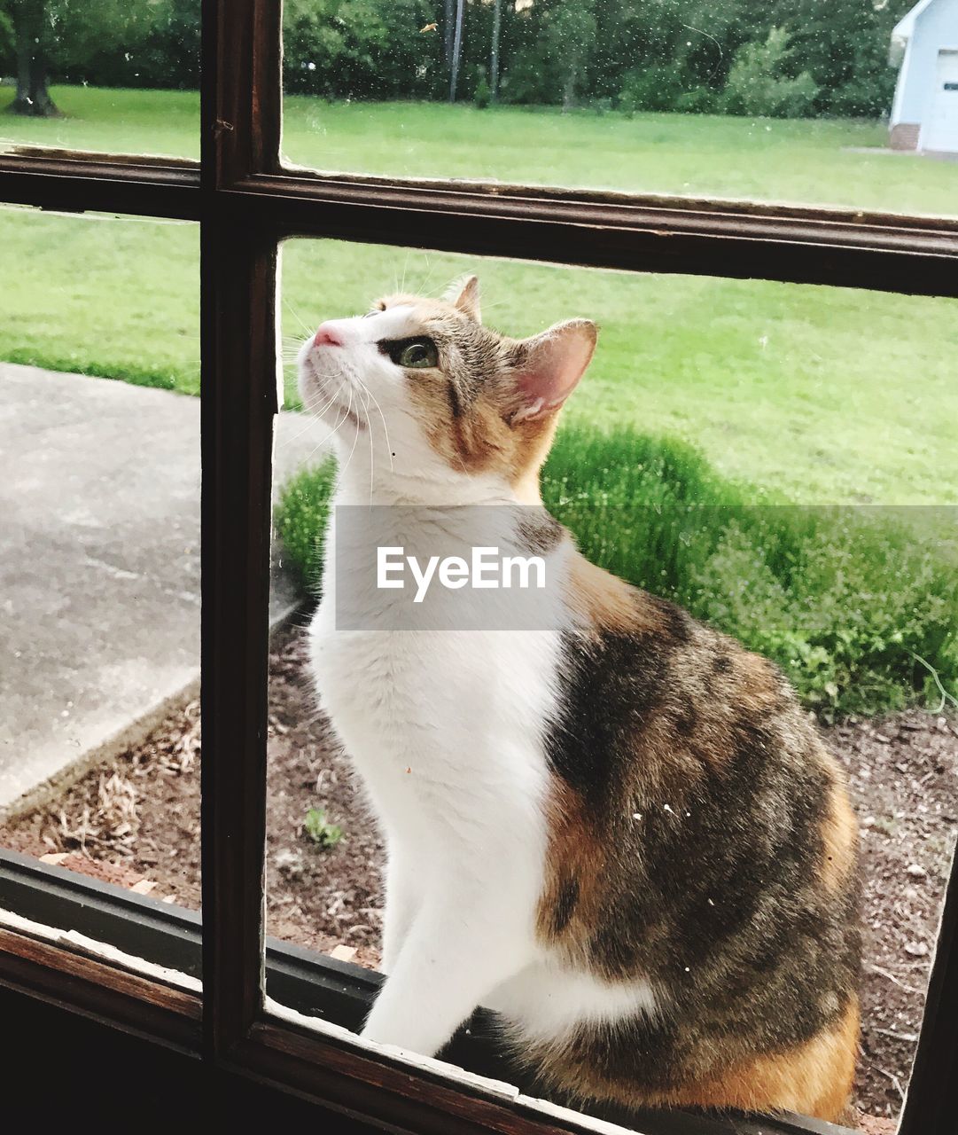 CAT SITTING BY WINDOW