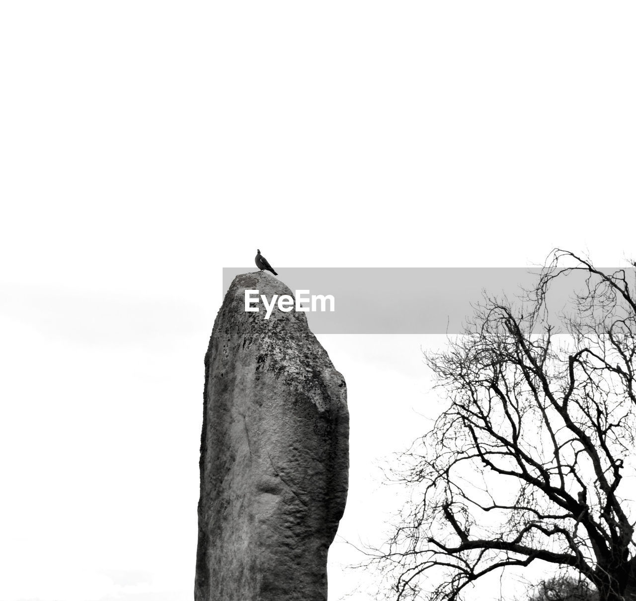 LOW ANGLE VIEW OF BIRD PERCHING ON TREE