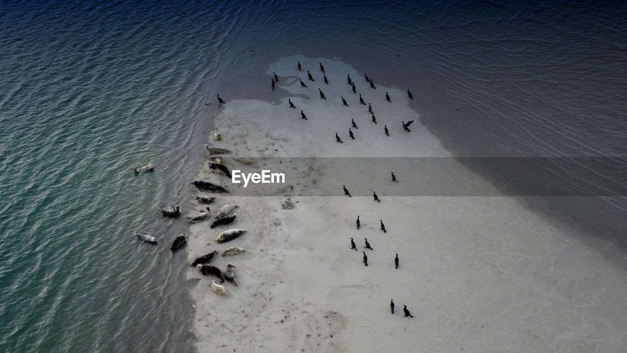 Seals and birds, wildlife.