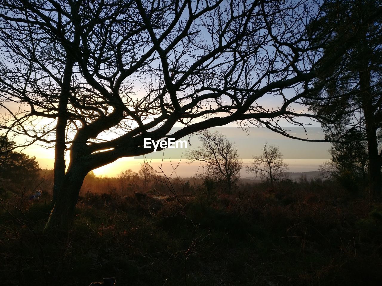 SILHOUETTE BARE TREE IN FOREST