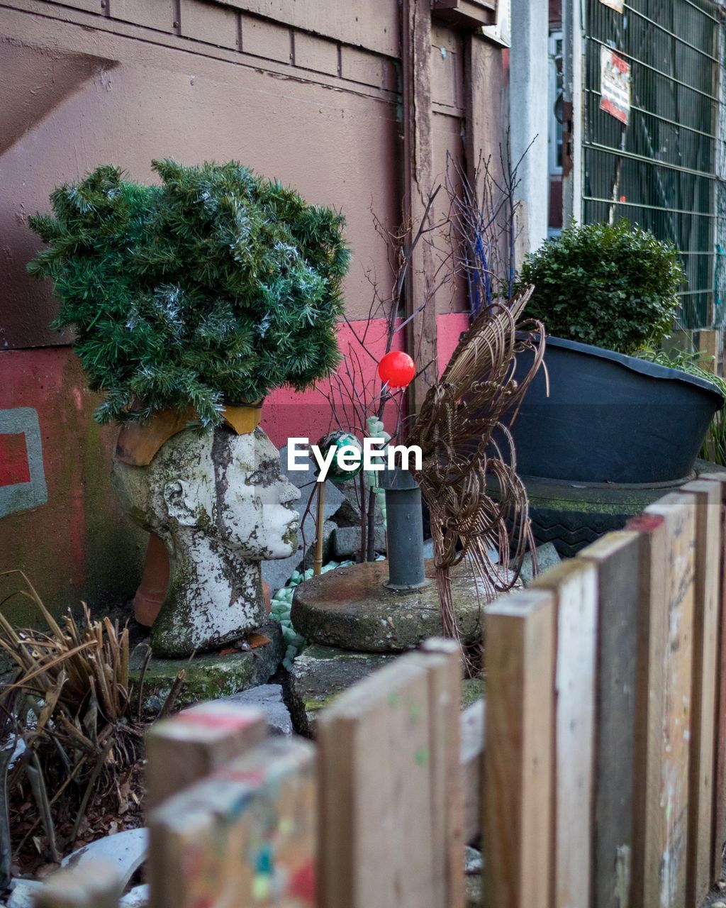 CLOSE-UP OF POTTED PLANT AGAINST WALL AND BUILDING