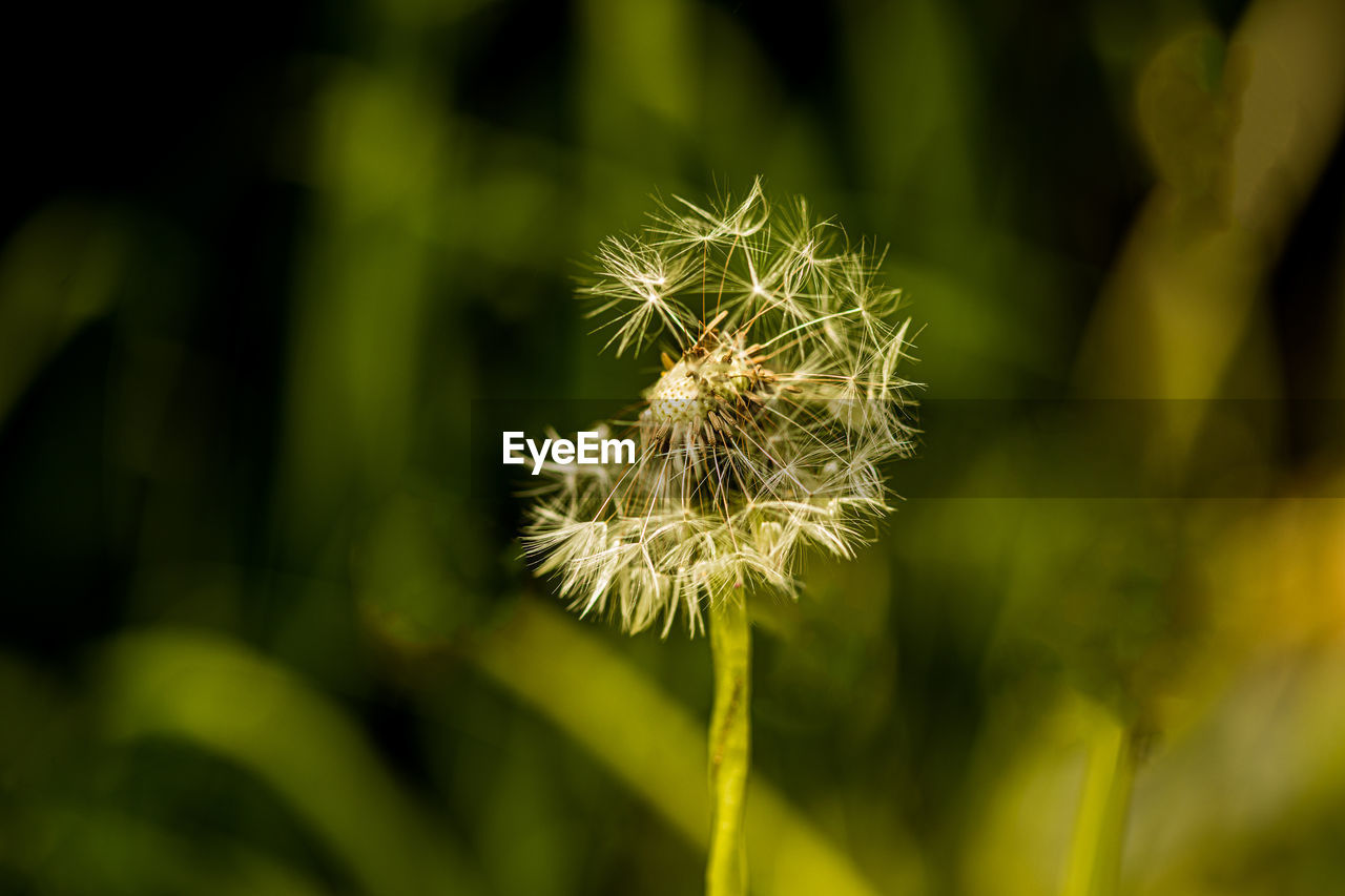 Close-up of dandelion on plant