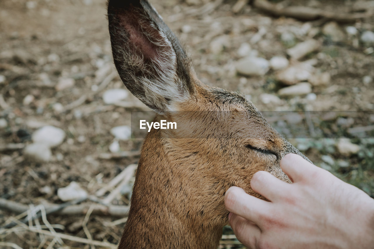 Close-up of a deer being caressed