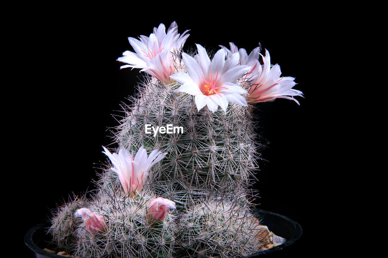 CLOSE-UP OF FLOWER OVER BLACK BACKGROUND