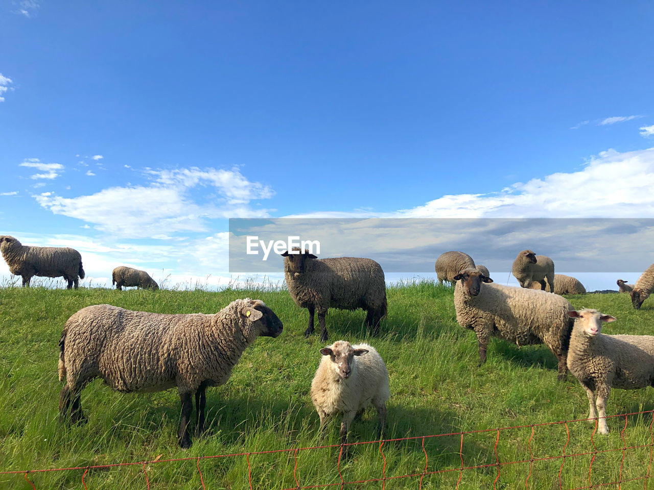 VIEW OF SHEEP ON FIELD