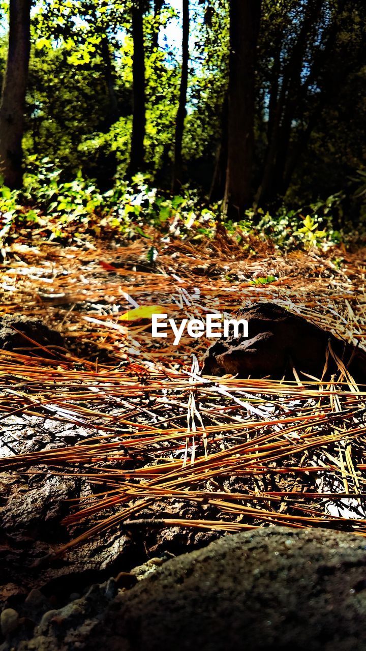 Close-up of tree trunk in forest