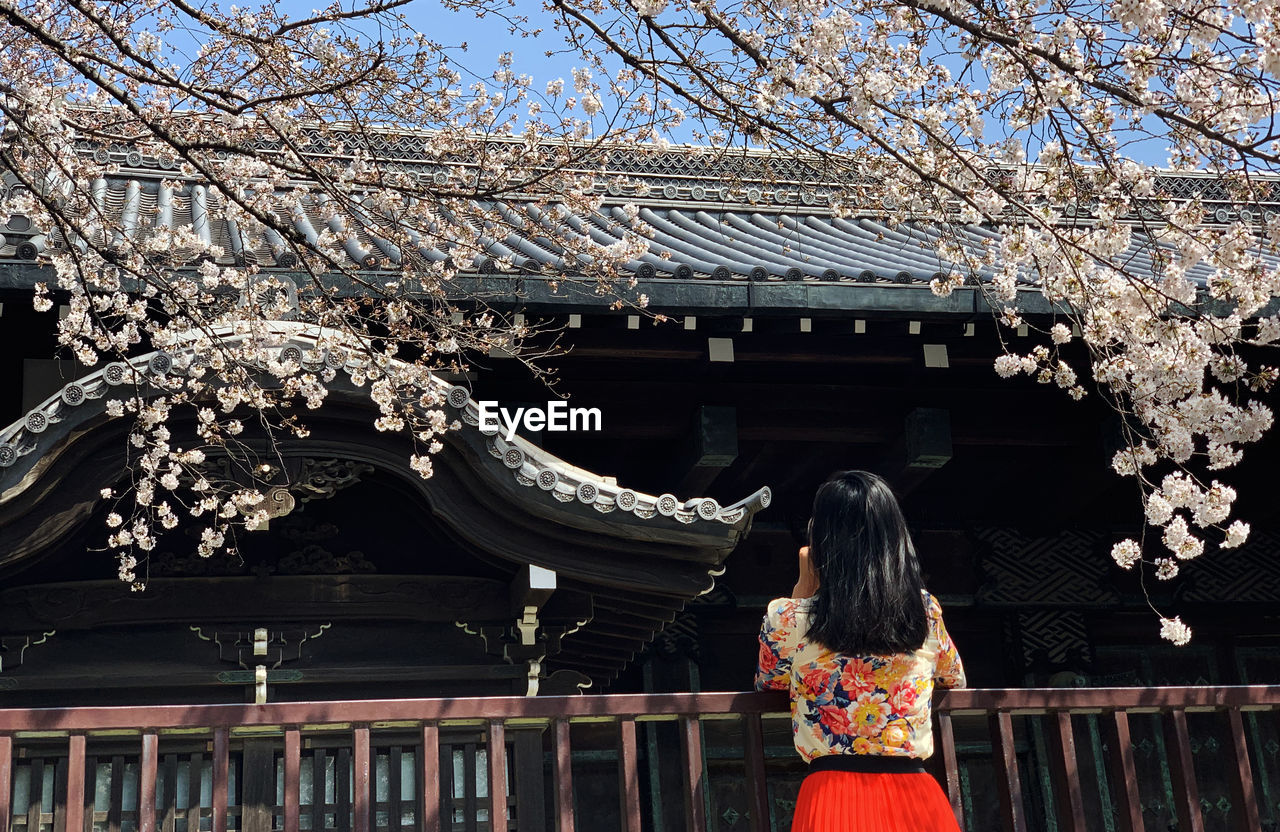 A look from behind a girl viewing fully bloomed sakura in front of a shrine in tokyo, japan
