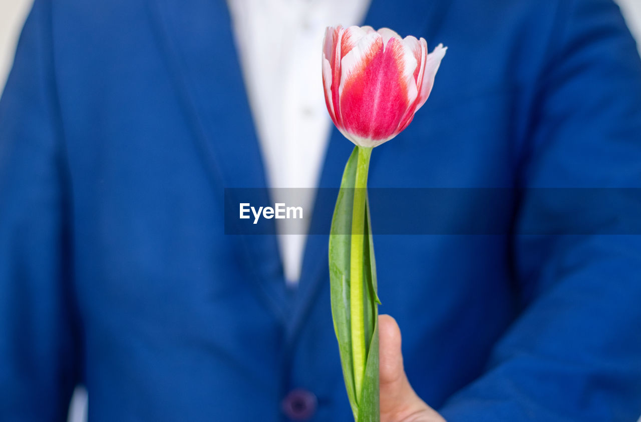blue, flower, plant, midsection, close-up, holding, flowering plant, freshness, one person, adult, tulip, nature, focus on foreground, beauty in nature, men, fragility, spring, growth, standing, front view, outdoors, red, hand, day