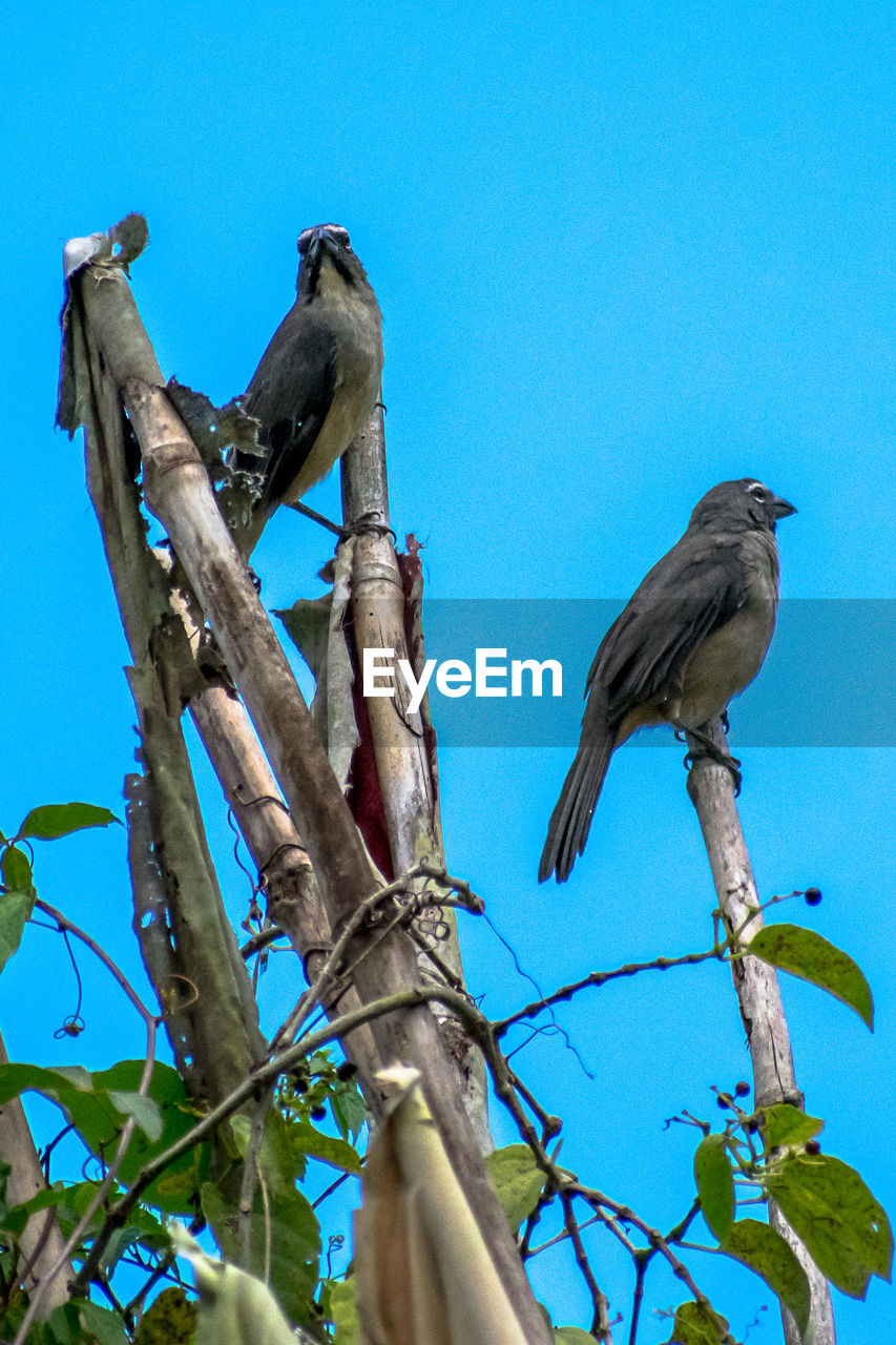 LOW ANGLE VIEW OF BIRD PERCHING ON TREE