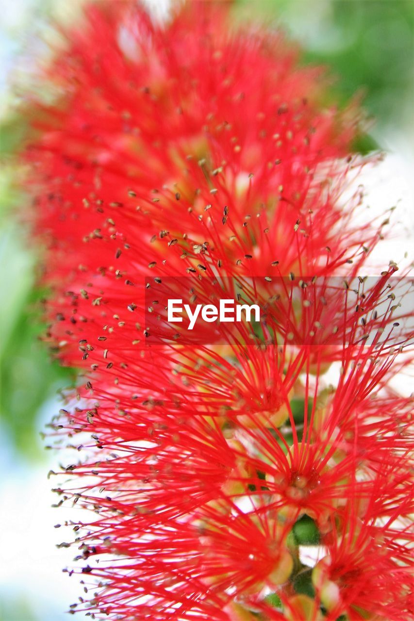 CLOSE-UP OF RED FLOWER WITH WATER