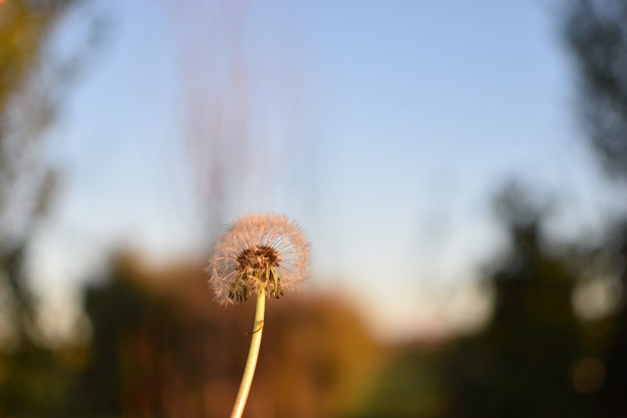 Close-up of wild flower outdoors