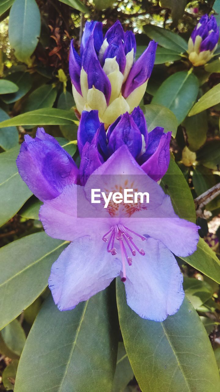 CLOSE-UP OF PURPLE FLOWERS BLOOMING OUTDOORS