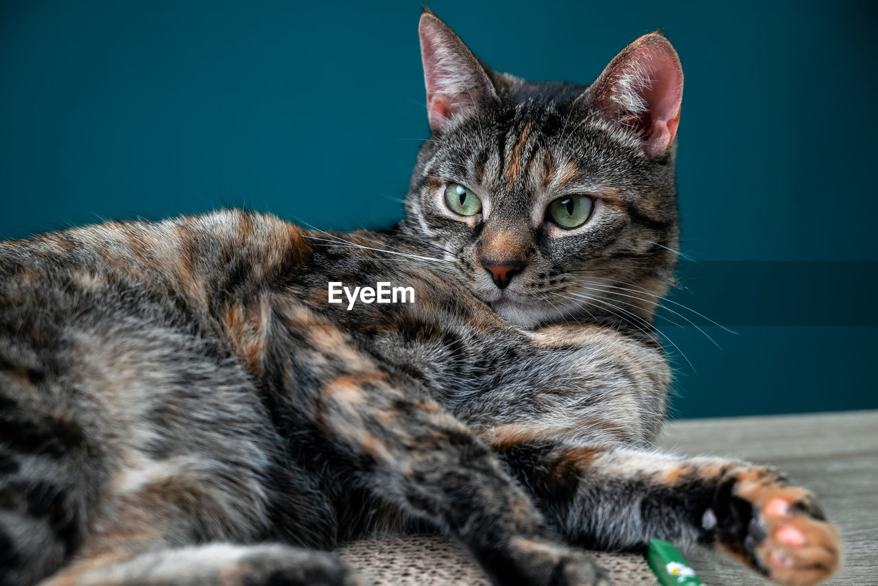 close-up portrait of cat