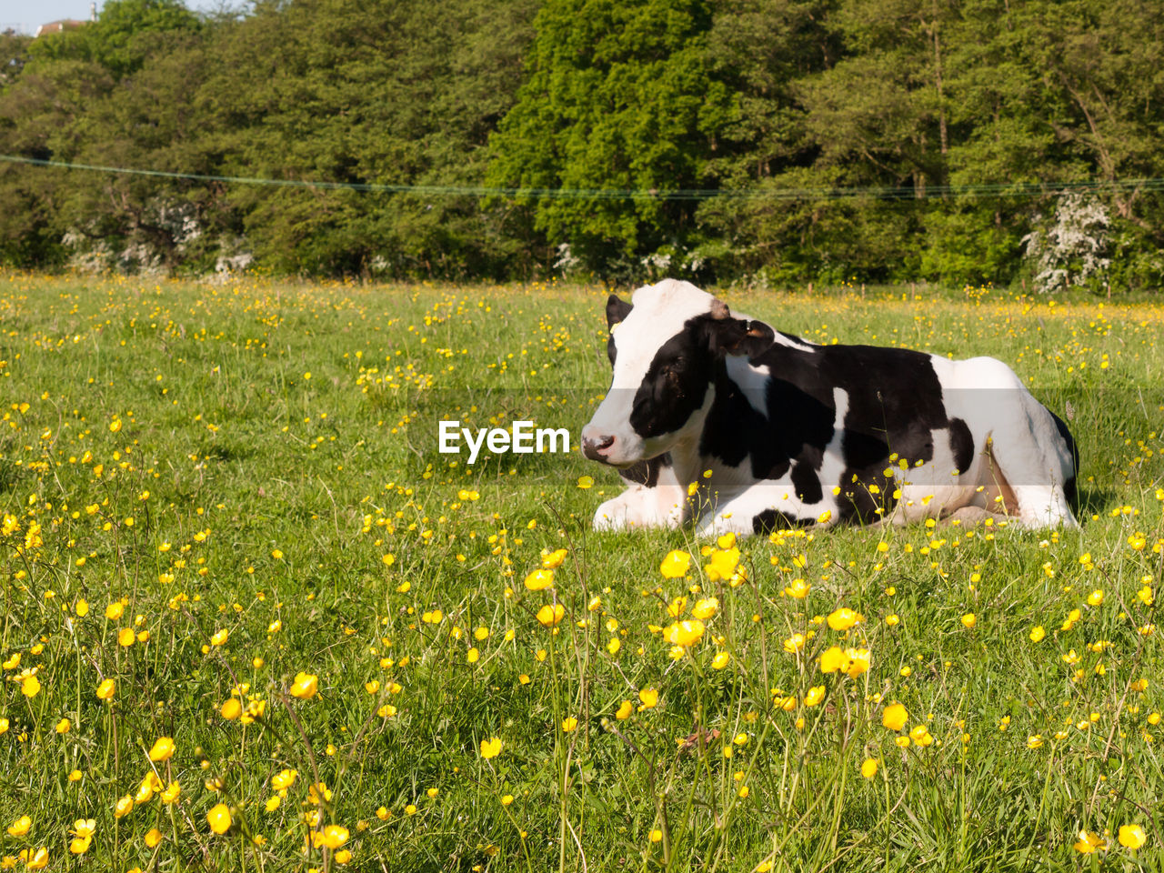 DOG STANDING ON FIELD