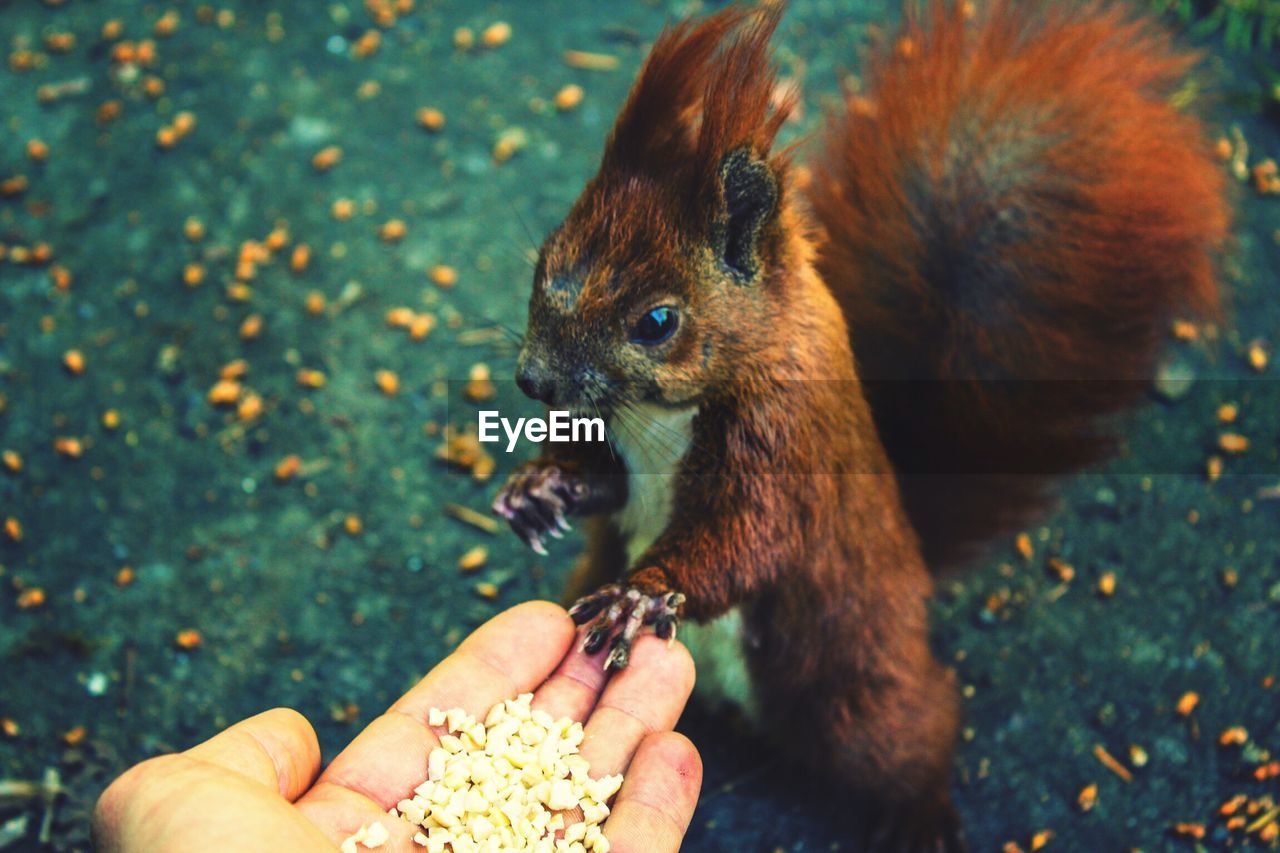 Close-up of person feeding red squirrel