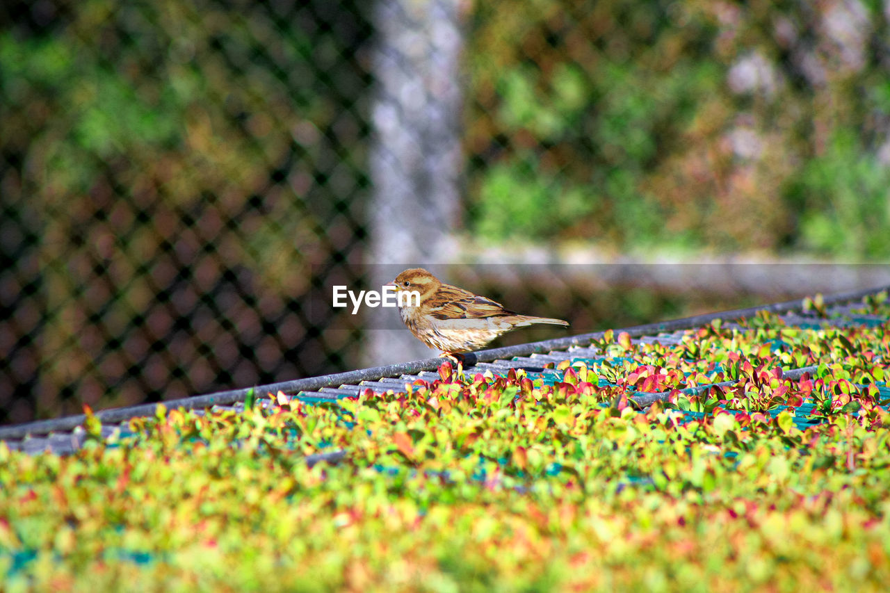 VIEW OF BIRD ON PLANT