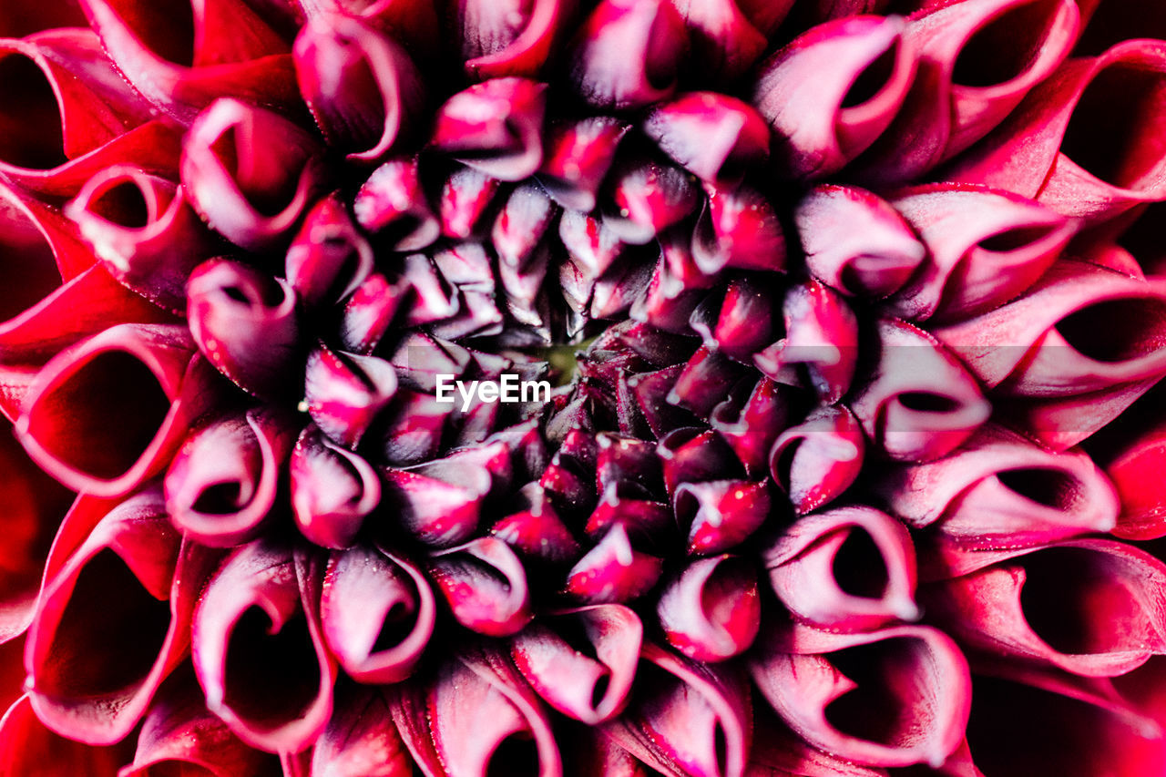 Full frame shot of red flowers