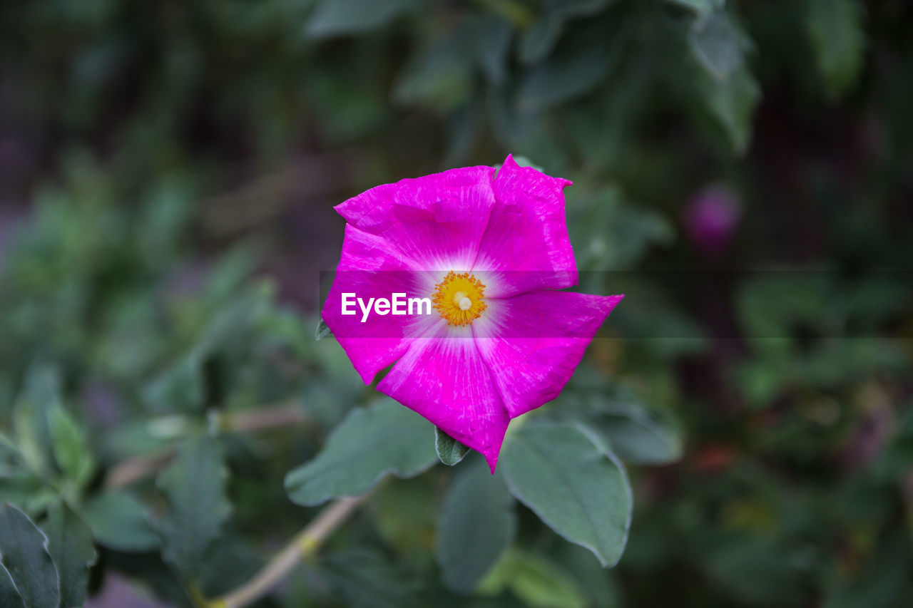 Close-up of purple flowers blooming outdoors