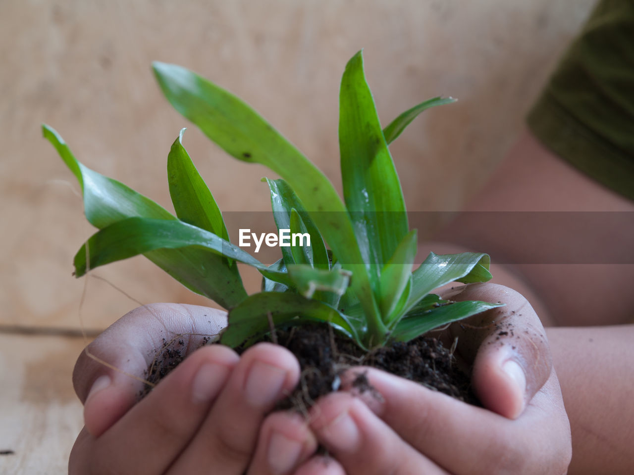 Close-up of hand holding small plant