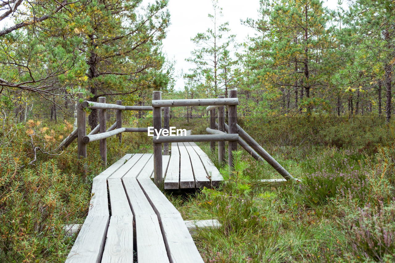 WOODEN BENCH IN FOREST