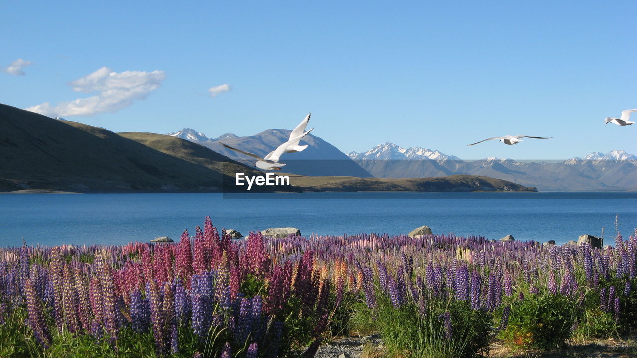 Panoramic view of flowers and mountains against blue sky