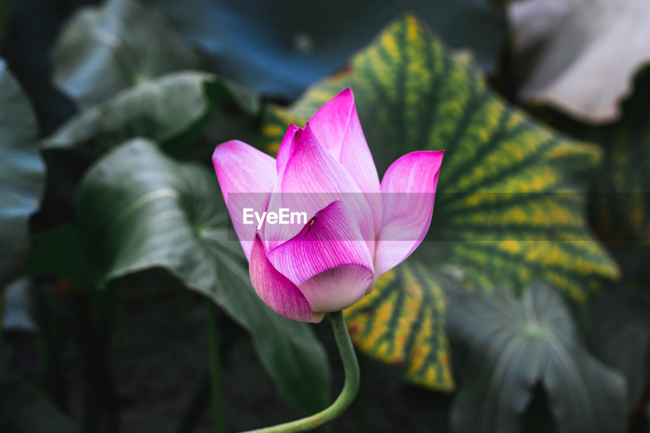 Close-up of pink lotus water lily