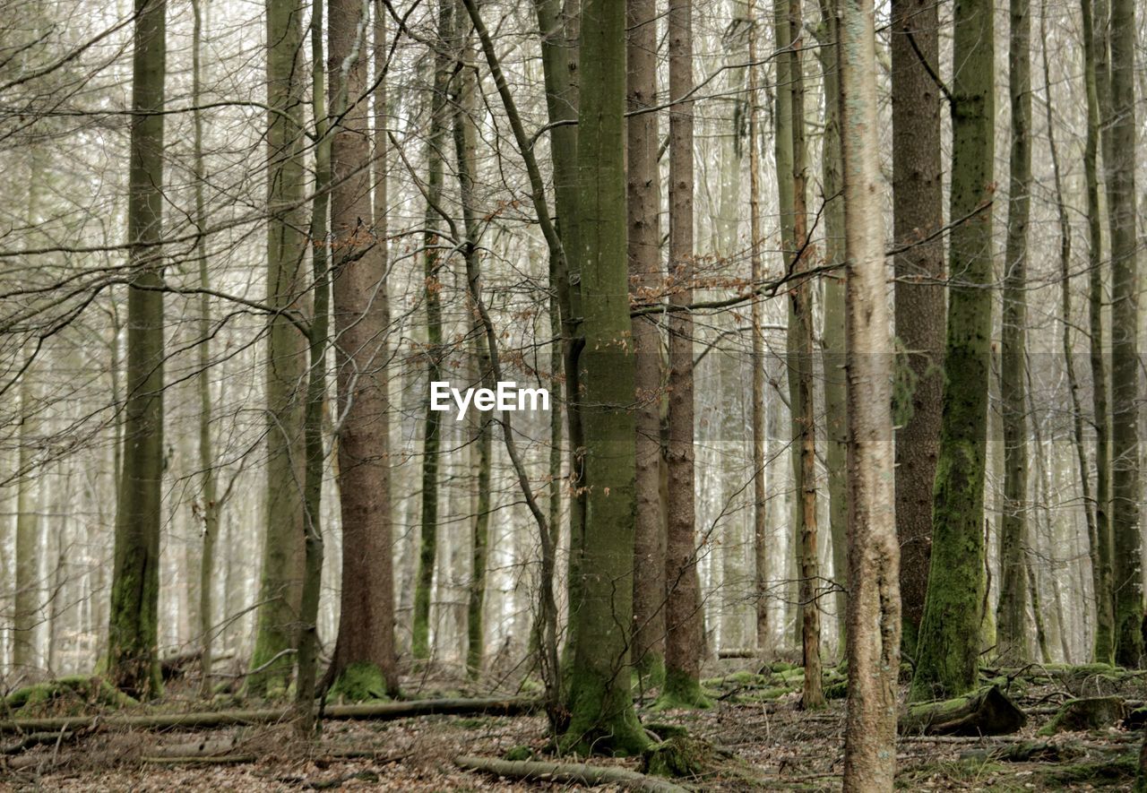 Trees growing in forest