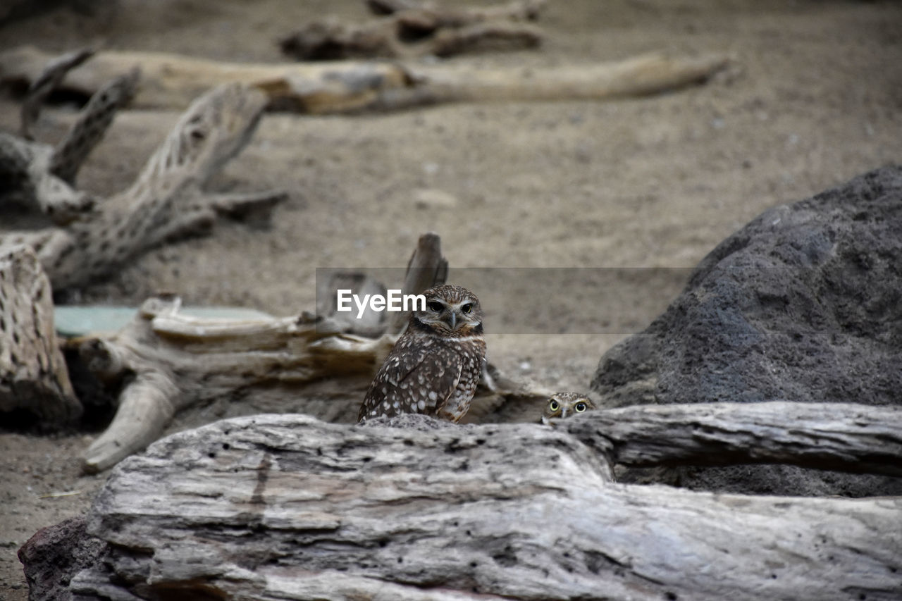 Two burrowing owls looking over a rotten log.