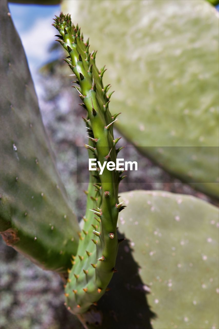 CLOSE-UP OF TREE TRUNK CACTUS